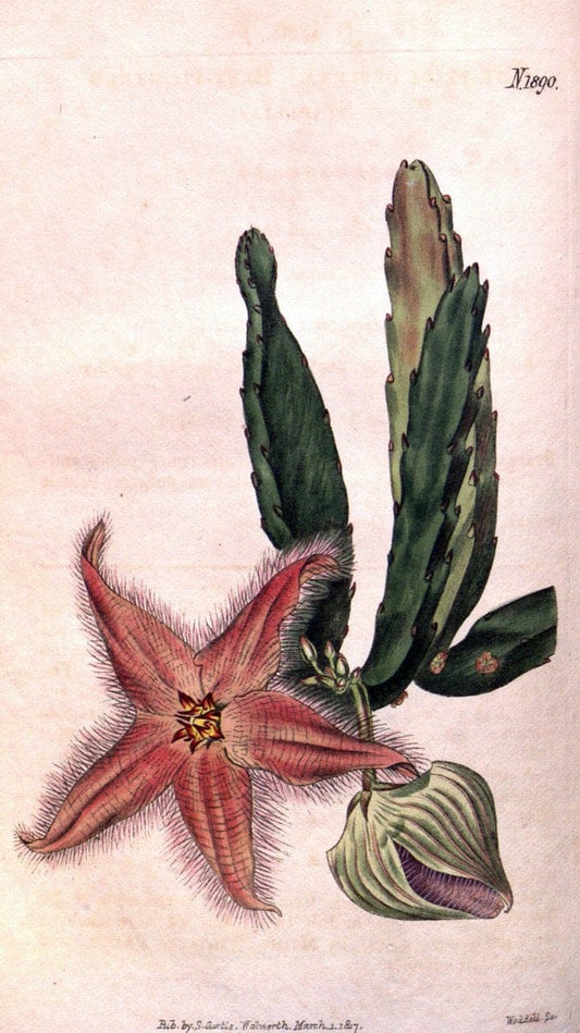 Curtis's botanical magazine. London ; New York [etc.] :Academic Press [etc.]. | "Botanical illustration" Botany Periodicals "Pictorial works" "Plants, Ornamental"  | Vintage Print Reproduction 455407