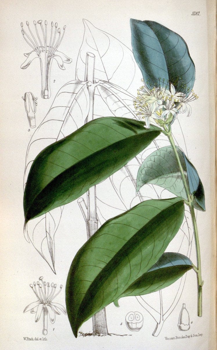 Curtis's botanical magazine. London ; New York [etc.] :Academic Press [etc.]. | "Botanical illustration" Botany Periodicals "Pictorial works" "Plants, Ornamental"  | Vintage Print Reproduction 455408