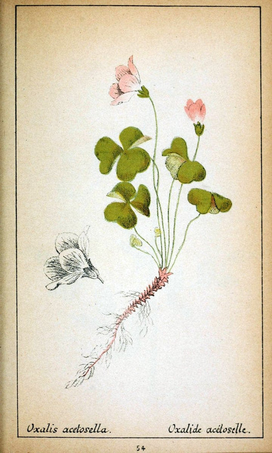 Choix de plantes de l'Europe centrale et particuliÃ¨rement de la Suisse et de la SavoieGe | Europe Central "Pictorial works" Plants "Savoy (France and Italy)" Switzerland  | Vintage Reproduction 455409