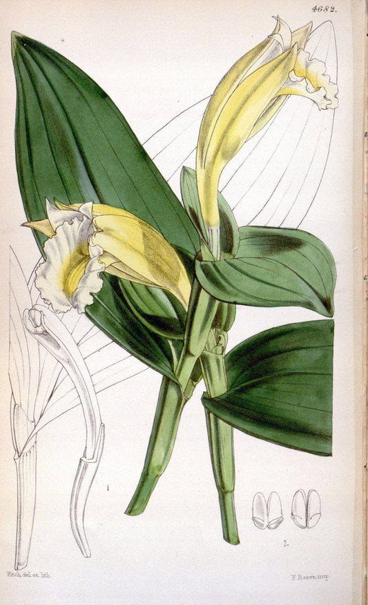 Curtis's botanical magazine. London ; New York [etc.] :Academic Press [etc.]. | "Botanical illustration" Botany Periodicals "Pictorial works" "Plants, Ornamental"  | Vintage Print Reproduction 455411