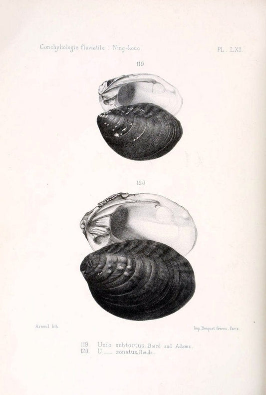 Conchyliologie fluviatile de la province de Nanking et de la Chine centrale /.Paris :Savy,[1875-1885]. | China Mollusks "Nanjing (Jiangsu Sheng)"  | Vintage Print Reproduction 455412