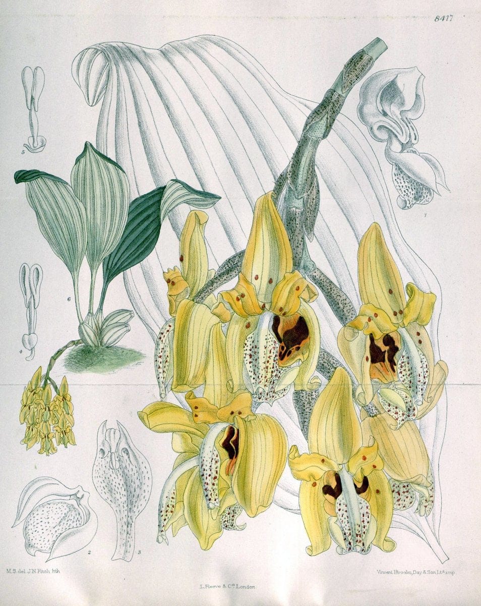 Curtis's botanical magazine. London ; New York [etc.] :Academic Press [etc.]. | "Botanical illustration" Botany Periodicals "Pictorial works" "Plants, Ornamental"  | Vintage Print Reproduction 455413