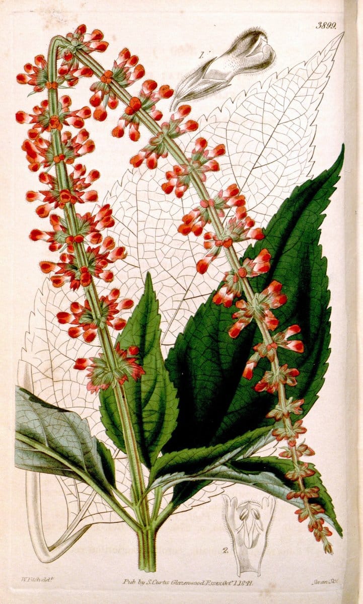 Curtis's botanical magazine. London ; New York [etc.] :Academic Press [etc.]. | "Botanical illustration" Botany Periodicals "Pictorial works" "Plants, Ornamental"  | Vintage Print Reproduction 455414