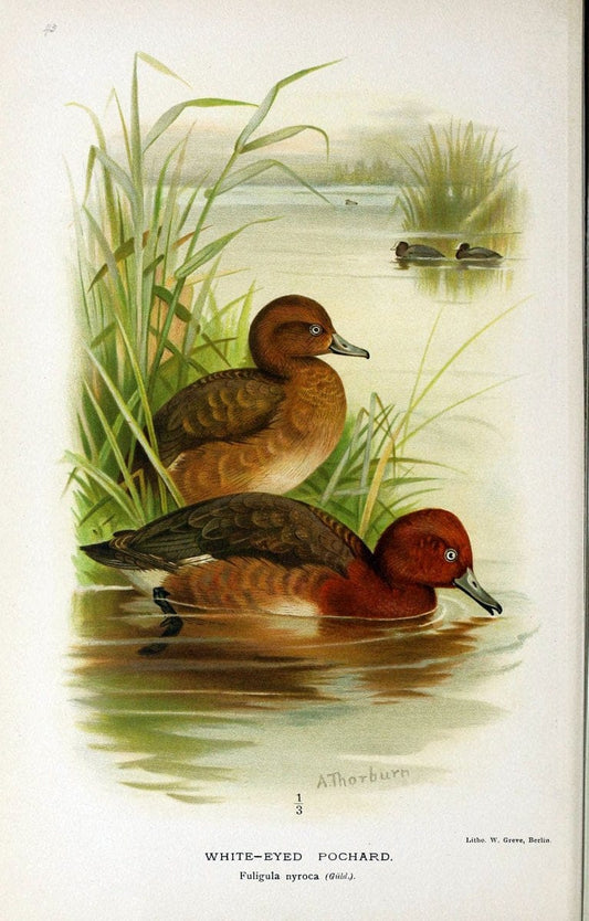 Coloured figures of the birds of the British Islands / issued by Lord Lilford. London :R | Birds "Great Britain" "Pictorial works"  | Vintage Print Reproduction 455416
