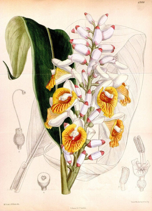 Curtis's botanical magazine. London ; New York [etc.] :Academic Press [etc.]. | "Botanical illustration" Botany Periodicals "Pictorial works" "Plants, Ornamental"  | Vintage Print Reproduction 455417