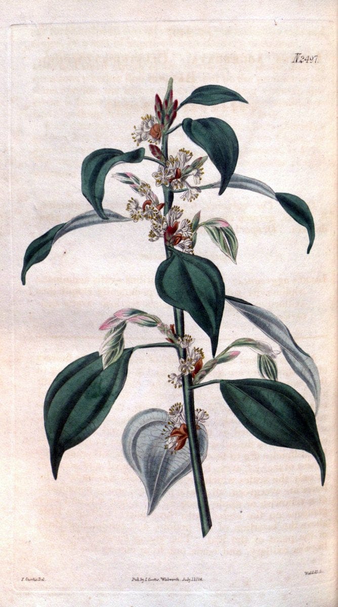 Curtis's botanical magazine. London ; New York [etc.] :Academic Press [etc.]. | "Botanical illustration" Botany Periodicals "Pictorial works" "Plants, Ornamental"  | Vintage Print Reproduction 455418