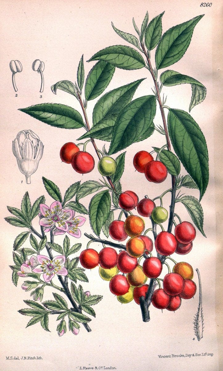 Curtis's botanical magazine. London ; New York [etc.] :Academic Press [etc.]. | "Botanical illustration" Botany Periodicals "Pictorial works" "Plants, Ornamental"  | Vintage Print Reproduction 455419