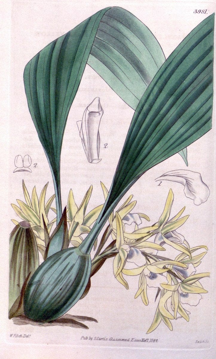 Curtis's botanical magazine. London ; New York [etc.] :Academic Press [etc.]. | "Botanical illustration" Botany Periodicals "Pictorial works" "Plants, Ornamental"  | Vintage Print Reproduction 455422