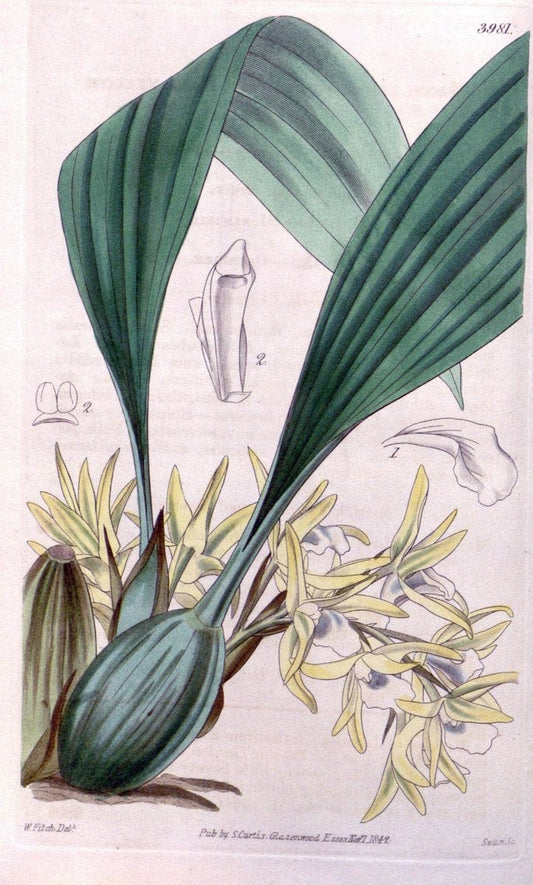 Curtis's botanical magazine. London ; New York [etc.] :Academic Press [etc.]. | "Botanical illustration" Botany Periodicals "Pictorial works" "Plants, Ornamental"  | Vintage Print Reproduction 455422