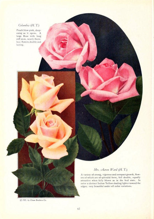 Chase fruit and flowers in natural colorsRochester, N.Y.,Chase brothers company[c1922] | Vintage Print Reproduction 455423