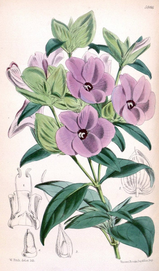 Curtis's botanical magazine. London ; New York [etc.] :Academic Press [etc.]. | "Botanical illustration" Botany Periodicals "Pictorial works" "Plants, Ornamental"  | Vintage Print Reproduction 455424