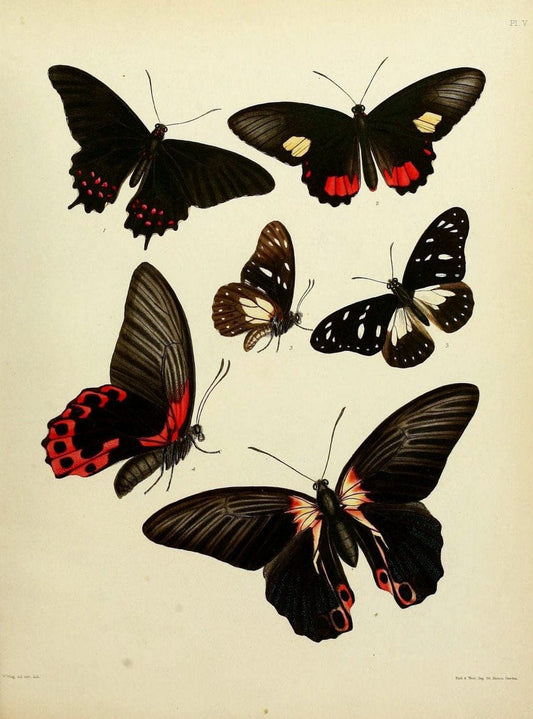 Catalogue of lepidopterous insects in the collection of the British Museum..London :Printed by order of the Trustees,1852.. |  | Vintage Print Reproduction 455425