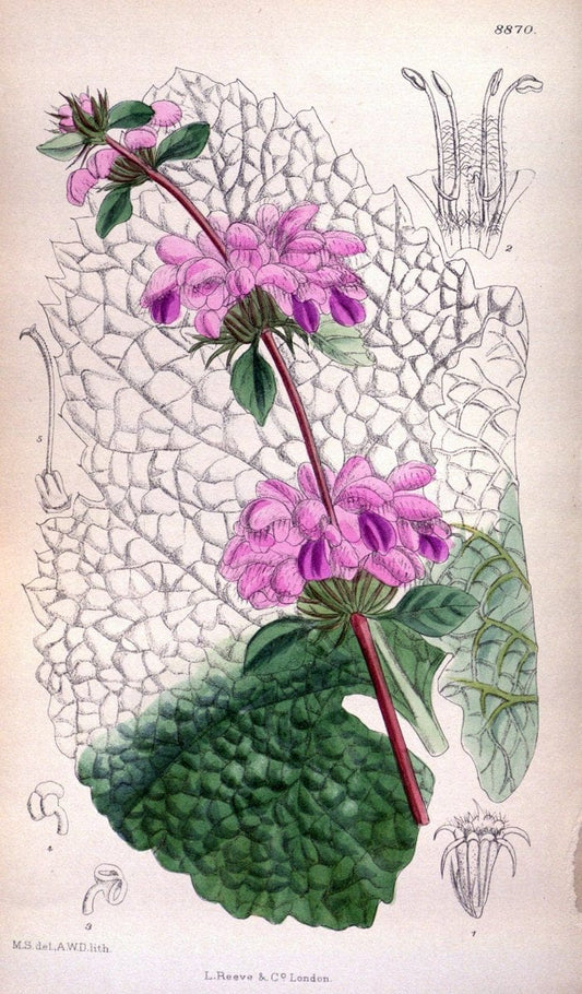 Curtis's botanical magazine. London ; New York [etc.] :Academic Press [etc.]. | "Botanical illustration" Botany Periodicals "Pictorial works" "Plants, Ornamental"  | Vintage Print Reproduction 455426