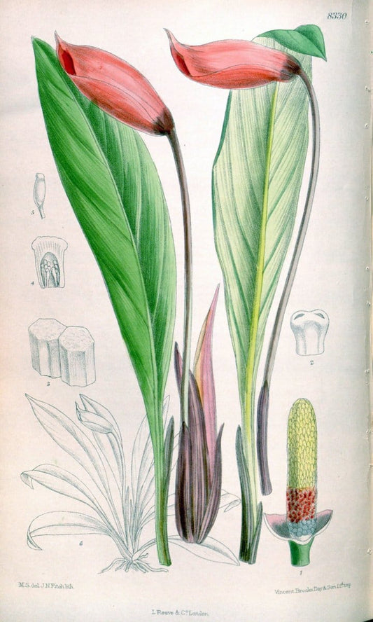 Curtis's botanical magazine. London ; New York [etc.] :Academic Press [etc.]. | "Botanical illustration" Botany Periodicals "Pictorial works" "Plants, Ornamental"  | Vintage Print Reproduction 455428
