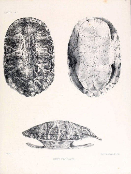 Catalogue of shield reptiles in the collection of the British Museum /.London :Printed by order of the Trustees,1855-1872.  | Vintage Print Reproduction 455429