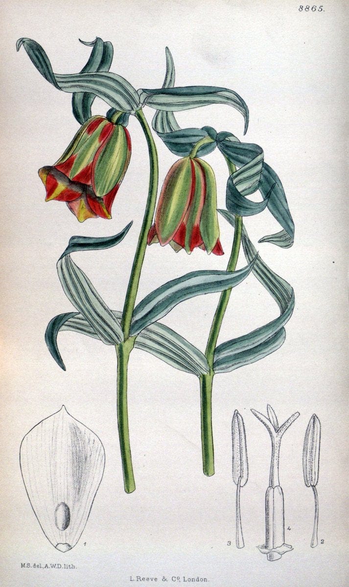 Curtis's botanical magazine. London ; New York [etc.] :Academic Press [etc.]. | "Botanical illustration" Botany Periodicals "Pictorial works" "Plants, Ornamental"  | Vintage Print Reproduction 455430