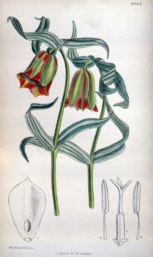 Curtis's botanical magazine. London ; New York [etc.] :Academic Press [etc.]. | "Botanical illustration" Botany Periodicals "Pictorial works" "Plants, Ornamental"  | Vintage Print Reproduction 455430