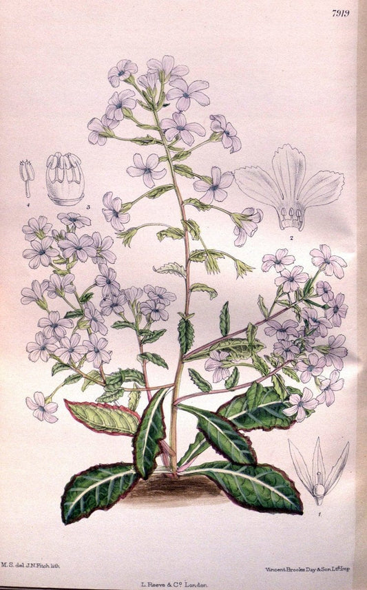 Curtis's botanical magazine. London ; New York [etc.] :Academic Press [etc.]. | "Botanical illustration" Botany Periodicals "Pictorial works" "Plants, Ornamental"  | Vintage Print Reproduction 455431