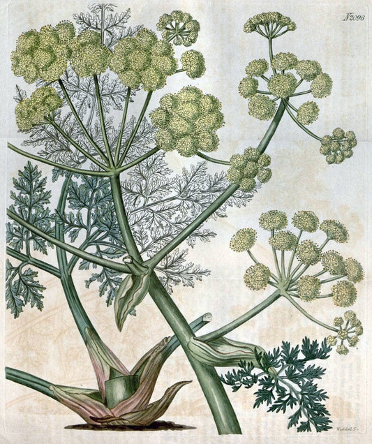 Curtis's botanical magazine. London ; New York [etc.] :Academic Press [etc.]. | "Botanical illustration" Botany Periodicals "Pictorial works" "Plants, Ornamental"  | Vintage Print Reproduction 455432