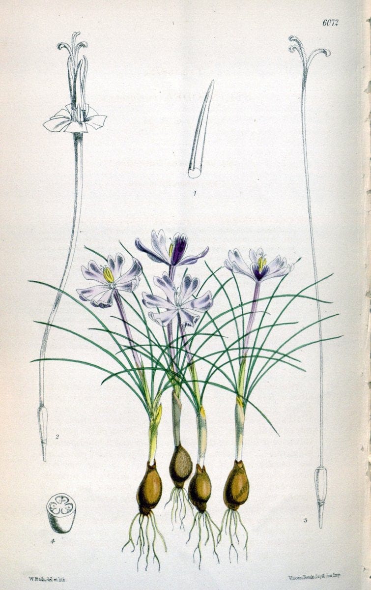 Curtis's botanical magazine. London ; New York [etc.] :Academic Press [etc.]. | "Botanical illustration" Botany Periodicals "Pictorial works" "Plants, Ornamental"  | Vintage Print Reproduction 455433