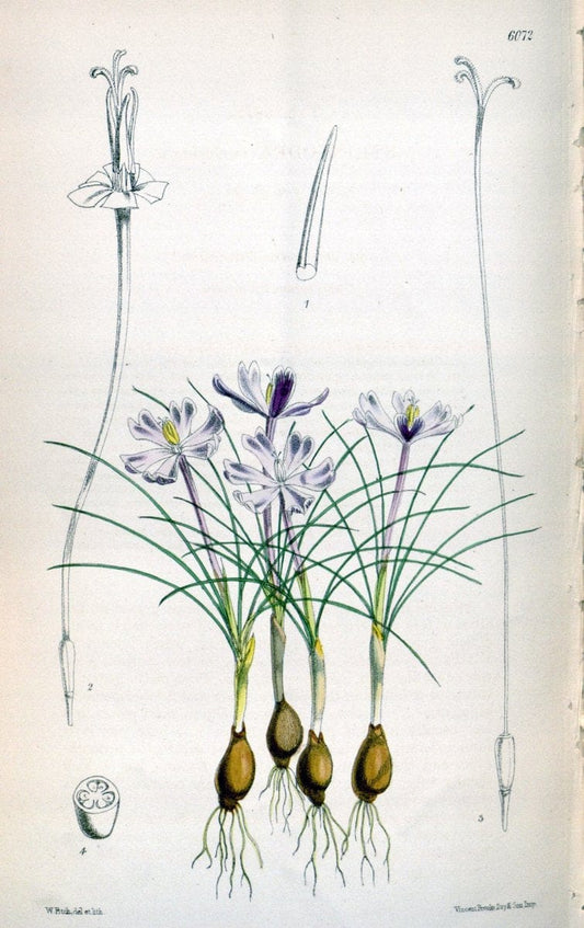 Curtis's botanical magazine. London ; New York [etc.] :Academic Press [etc.]. | "Botanical illustration" Botany Periodicals "Pictorial works" "Plants, Ornamental"  | Vintage Print Reproduction 455433