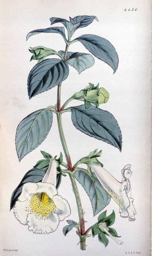 Curtis's botanical magazine. London ;New York [etc.] :Academic Press [etc.]. | Botany Periodicals "Pictorial works"  | Vintage Print Reproduction 455435
