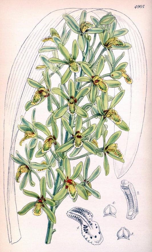 Curtis's botanical magazine. London ;New York [etc.] :Academic Press [etc.]. | Botany Periodicals "Pictorial works"  | Vintage Print Reproduction 455436