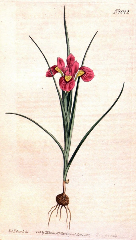 Curtis's botanical magazine. London ;New York [etc.] :Academic Press [etc.]. | Botany Periodicals "Pictorial works"  | Vintage Print Reproduction 455437