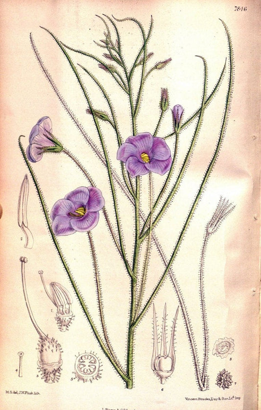 Curtis's botanical magazine. London ;New York [etc.] :Academic Press [etc.]. | Botany Periodicals "Pictorial works"  | Vintage Print Reproduction 455438