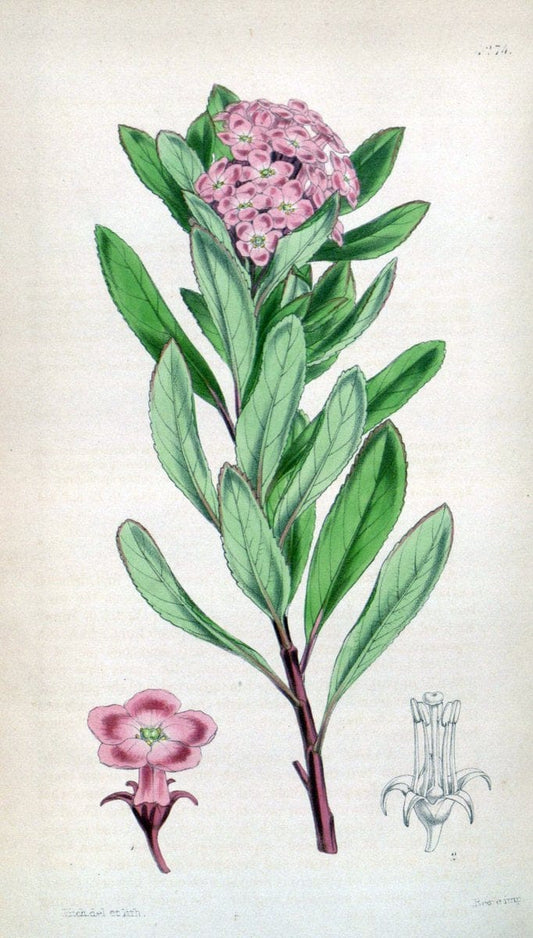 Curtis's botanical magazine. London ;New York [etc.] :Academic Press [etc.]. | Botany Periodicals "Pictorial works"  | Vintage Print Reproduction 455440