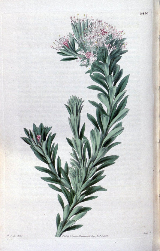 Curtis's botanical magazine. London ;New York [etc.] :Academic Press [etc.]. | Botany Periodicals "Pictorial works"  | Vintage Print Reproduction 455441