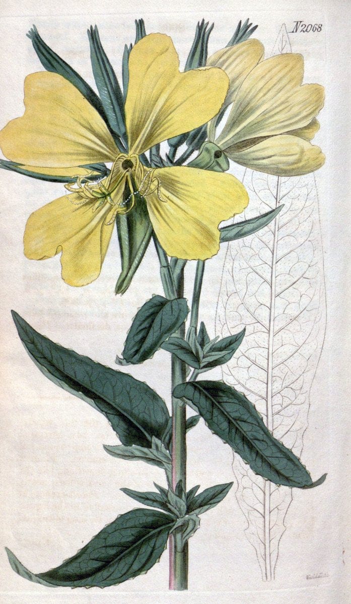 Curtis's botanical magazine. London ; New York [etc.] :Academic Press [etc.]. | "Botanical illustration" Botany Periodicals "Pictorial works" "Plants, Ornamental"  | Vintage Print Reproduction 455443