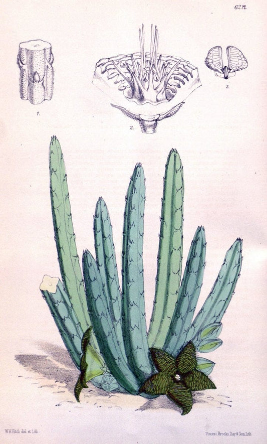 Curtis's botanical magazine. London ; New York [etc.] :Academic Press [etc.]. | "Botanical illustration" Botany Periodicals "Pictorial works" "Plants, Ornamental"  | Vintage Print Reproduction 455444