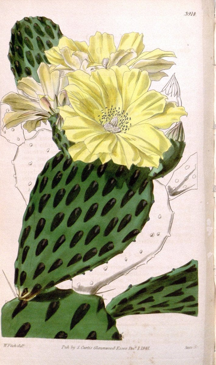Curtis's botanical magazine. London ; New York [etc.] :Academic Press [etc.]. | "Botanical illustration" Botany Periodicals "Pictorial works" "Plants, Ornamental"  | Vintage Print Reproduction 455445
