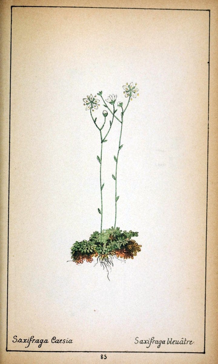 Choix de plantes de l'Europe centrale et particuliÃ¨rement de la Suisse et de la SavoieGe | Europe Central "Pictorial works" Plants "Savoy (France and Italy)" Switzerland  | Vintage Reproduction 455446