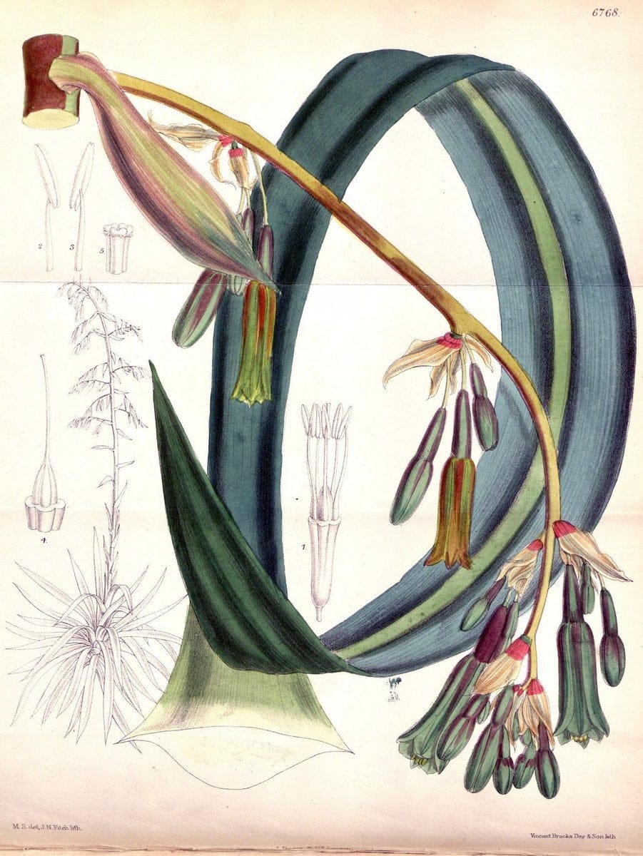Curtis's botanical magazine. London ; New York [etc.] :Academic Press [etc.]. | "Botanical illustration" Botany Periodicals "Pictorial works" "Plants, Ornamental"  | Vintage Print Reproduction 455447