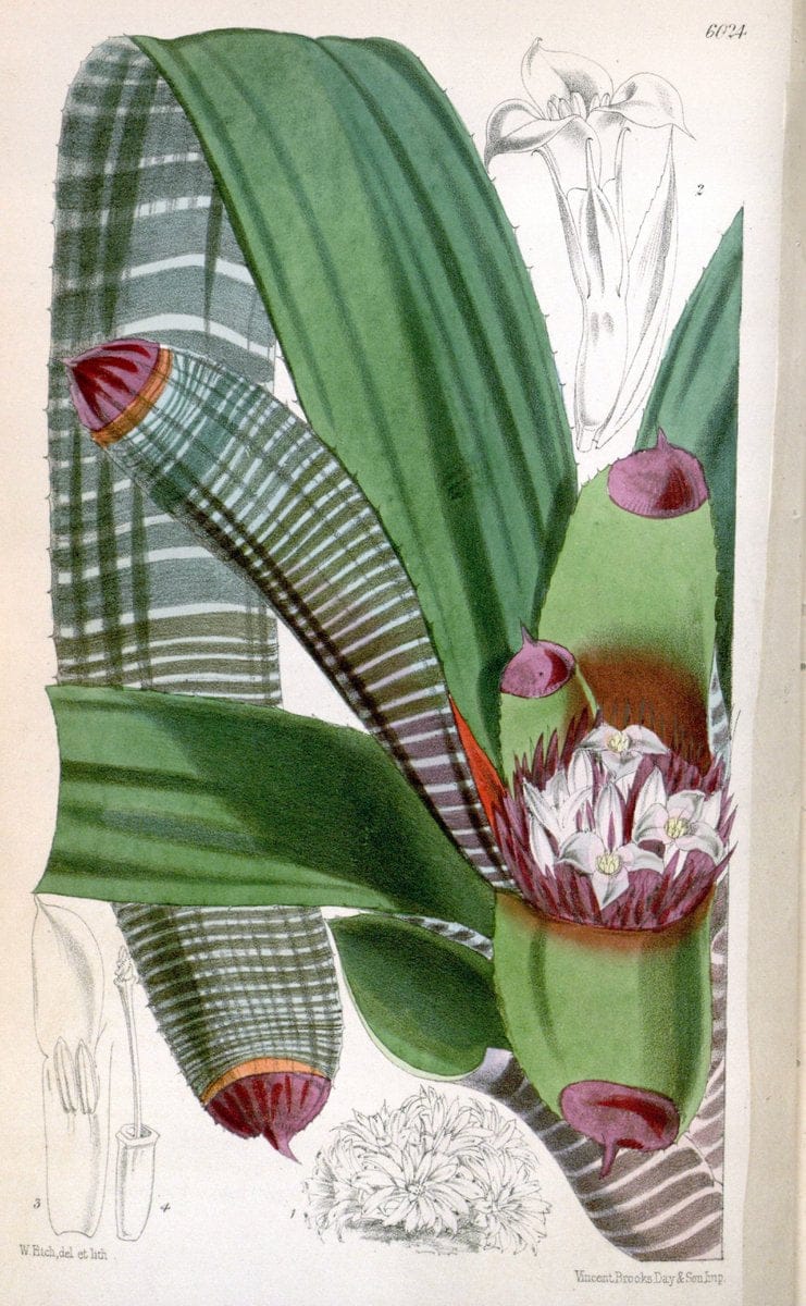 Curtis's botanical magazine. London ; New York [etc.] :Academic Press [etc.]. | "Botanical illustration" Botany Periodicals "Pictorial works" "Plants, Ornamental"  | Vintage Print Reproduction 455448