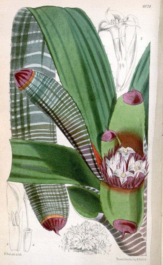 Curtis's botanical magazine. London ; New York [etc.] :Academic Press [etc.]. | "Botanical illustration" Botany Periodicals "Pictorial works" "Plants, Ornamental"  | Vintage Print Reproduction 455448