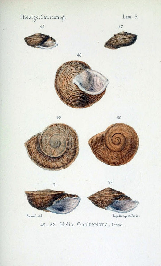Catalogo iconografico y descriptivo de los moluscos terrestres de EspaÃ Â±a, Portugal y la | "Balearic Islands" Mollusks Portugal Spain  | Vintage Print Reproduction 455449