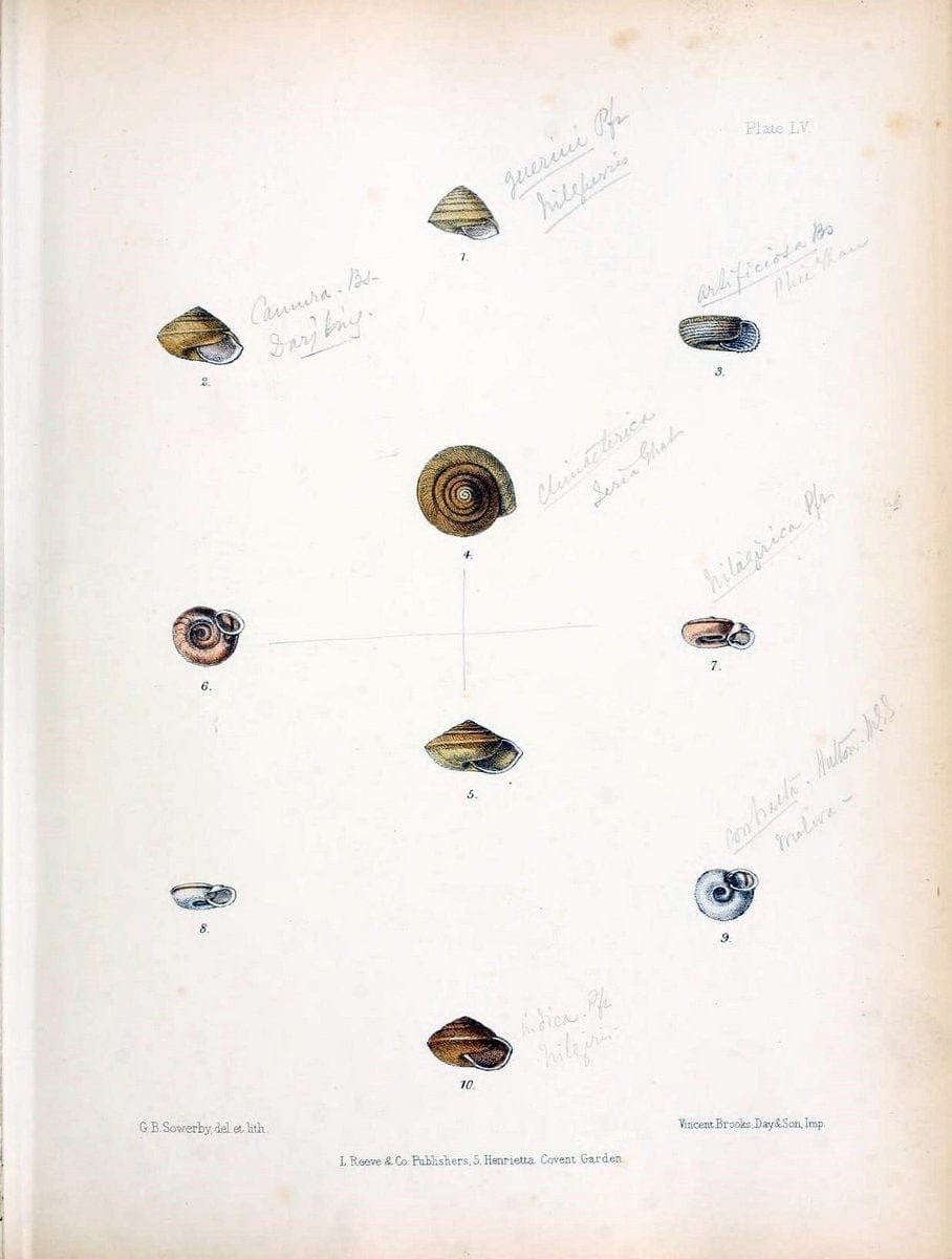 Conchologia indica,.London,1870-1876.. |  | Vintage Print Reproduction 455450