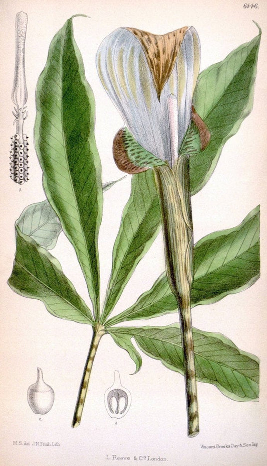Curtis's botanical magazine. London ; New York [etc.] :Academic Press [etc.]. | "Botanical illustration" Botany Periodicals "Pictorial works" "Plants, Ornamental"  | Vintage Print Reproduction 455451
