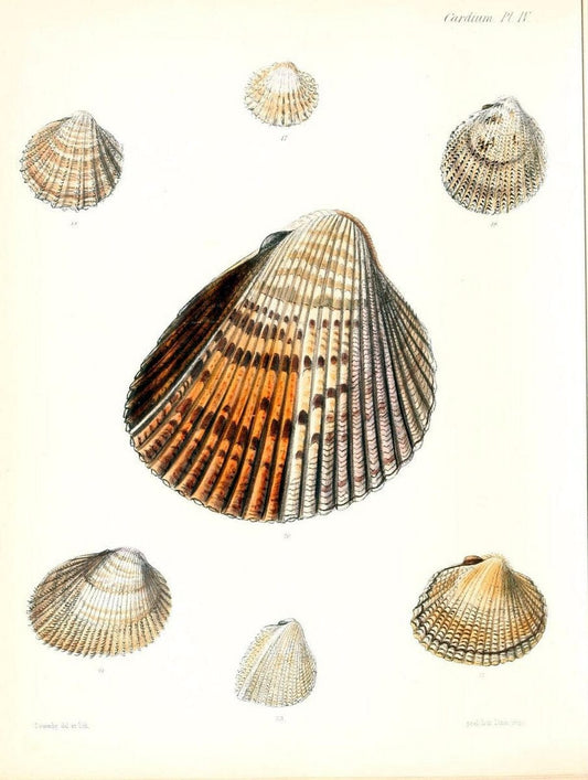 Conchologia iconica, or, Illustrations of the shells of molluscous animals /.London :Reeve, Brothers,1843-1878.. |  | Vintage Print Reproduction 455452