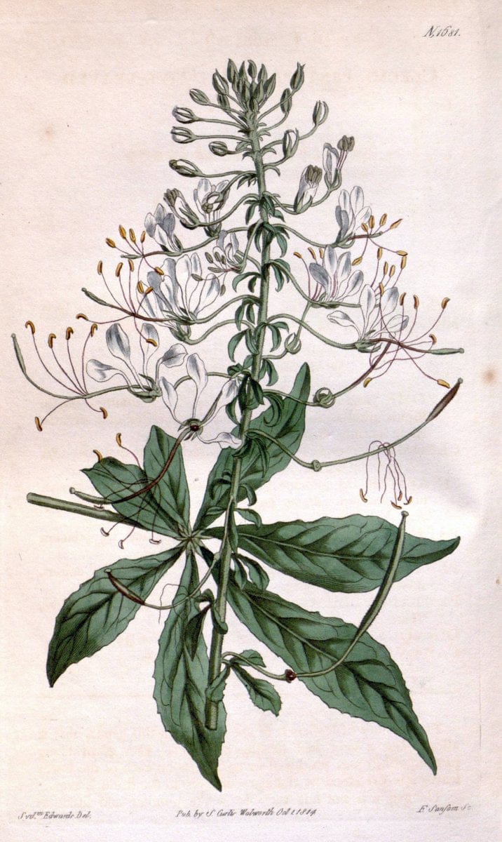 Curtis's botanical magazine. London ; New York [etc.] :Academic Press [etc.]. | "Botanical illustration" Botany Periodicals "Pictorial works" "Plants, Ornamental"  | Vintage Print Reproduction 455453