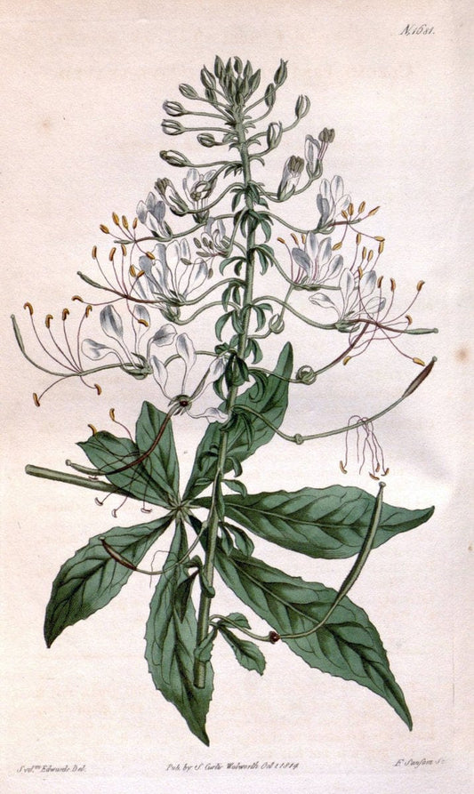 Curtis's botanical magazine. London ; New York [etc.] :Academic Press [etc.]. | "Botanical illustration" Botany Periodicals "Pictorial works" "Plants, Ornamental"  | Vintage Print Reproduction 455453