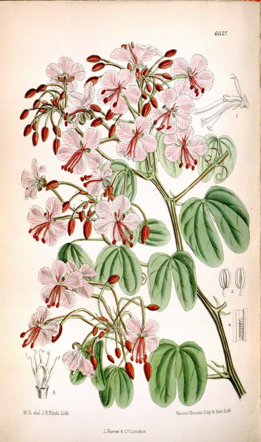 Curtis's botanical magazine. London ; New York [etc.] :Academic Press [etc.]. | "Botanical illustration" Botany Periodicals "Pictorial works" "Plants, Ornamental"  | Vintage Print Reproduction 455454
