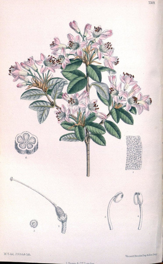 Curtis's botanical magazine. London ; New York [etc.] :Academic Press [etc.]. | "Botanical illustration" Botany Periodicals "Pictorial works" "Plants, Ornamental"  | Vintage Print Reproduction 455457