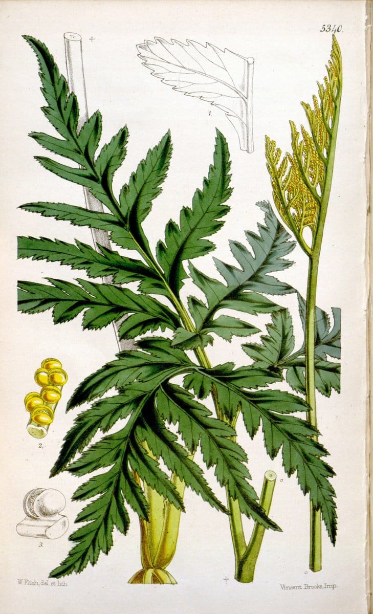 Curtis's botanical magazine. London ; New York [etc.] :Academic Press [etc.]. | "Botanical illustration" Botany Periodicals "Pictorial works" "Plants, Ornamental"  | Vintage Print Reproduction 455460
