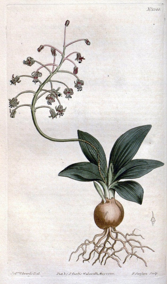 Curtis's botanical magazine. London ; New York [etc.] :Academic Press [etc.]. | "Botanical illustration" Botany Periodicals "Pictorial works" "Plants, Ornamental"  | Vintage Print Reproduction 455461
