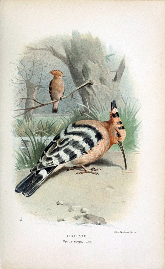 Coloured figures of the birds of the British Islands / issued by Lord Lilford. London :R | 59.82(42) Birds "Great Britain" "Pictorial works"  | Vintage Print Reproduction 455462