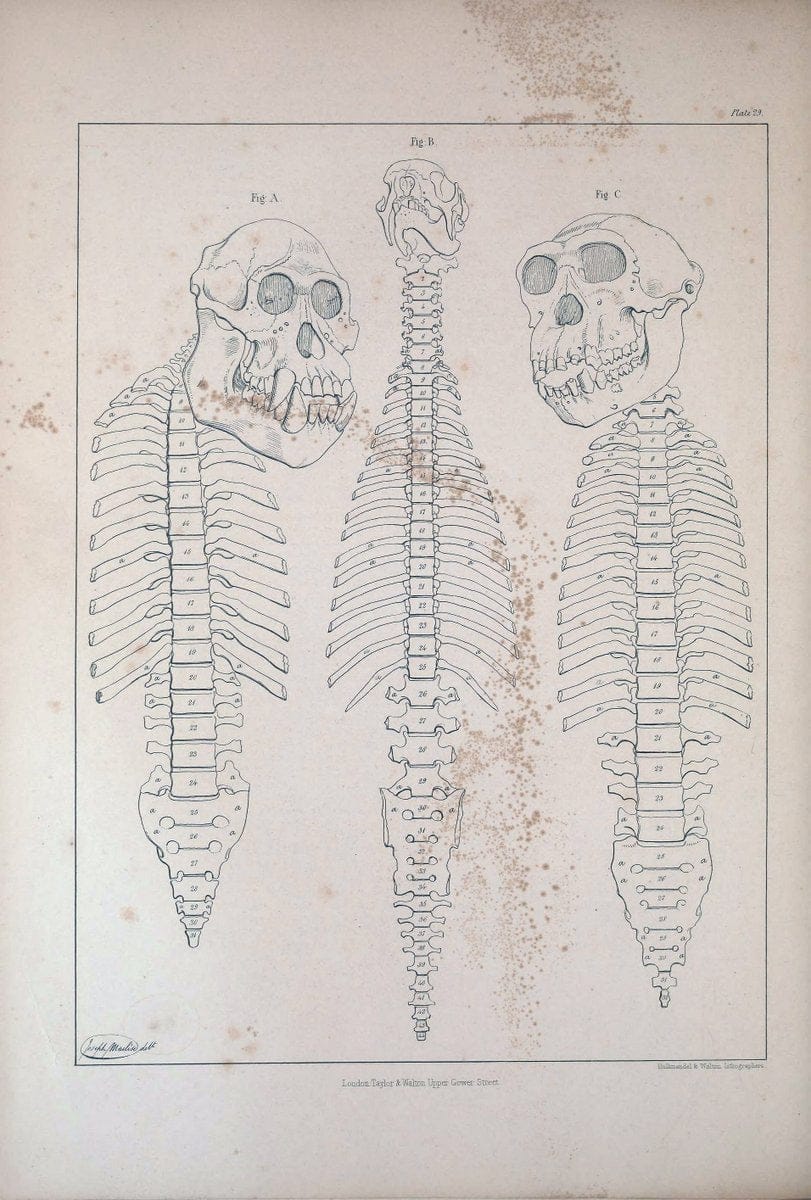 Comparative osteology:.London,Taylor and Walton,1847.  | Bones | Vintage Print Reproduction 455463